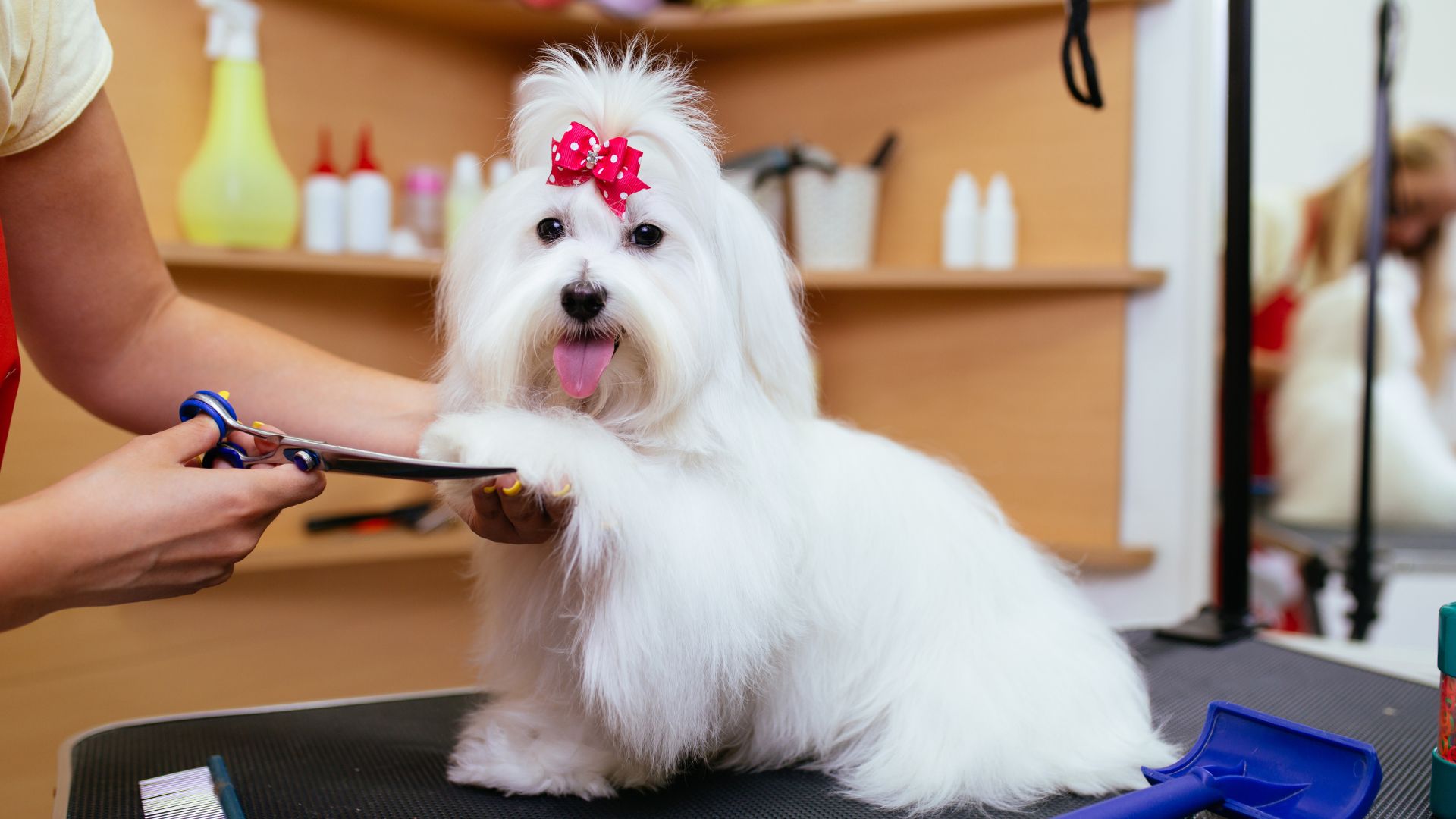 Pet Grooming