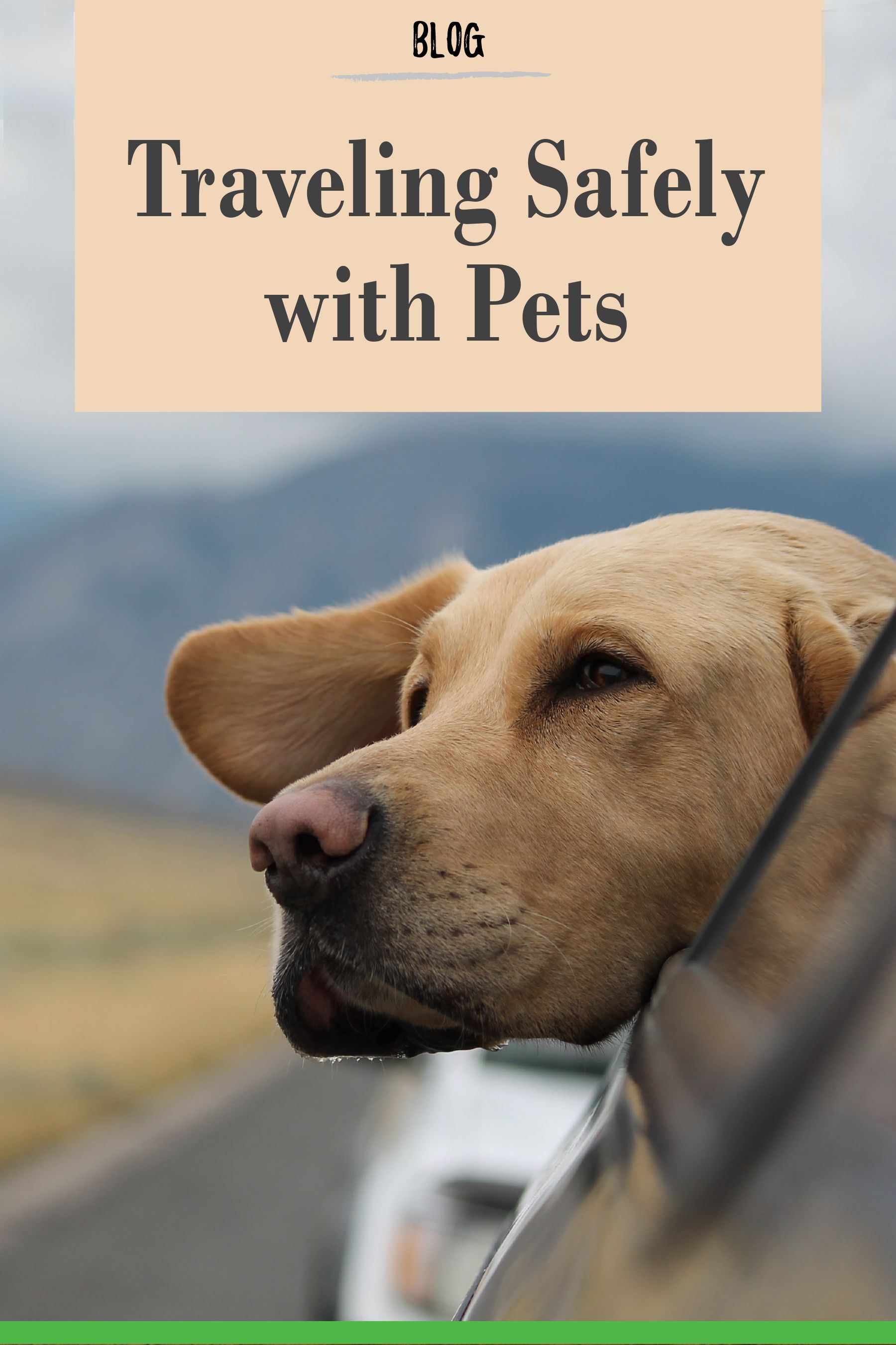 Pet Safety