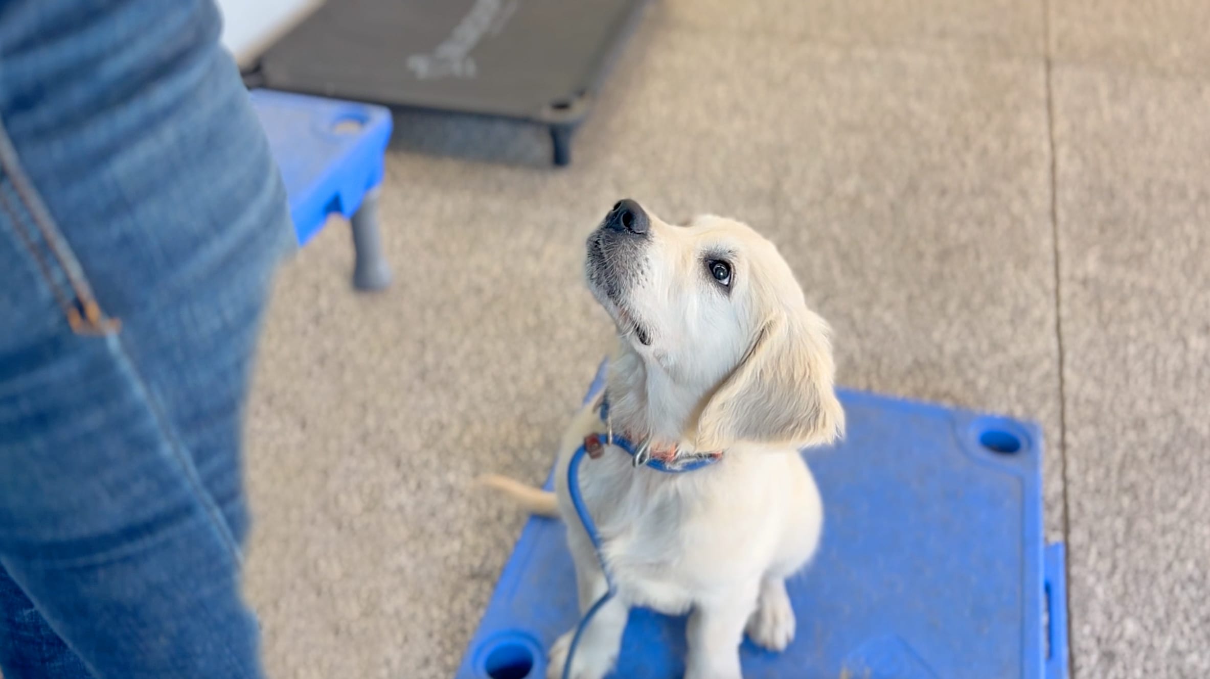 Certified Pet Training Programs