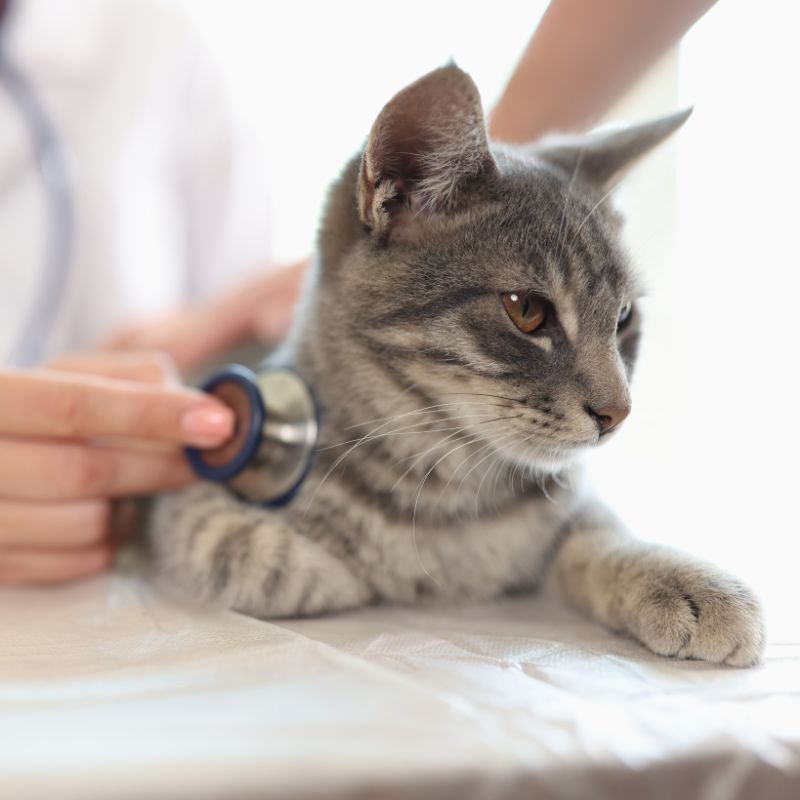 Personalized Pet Consultations