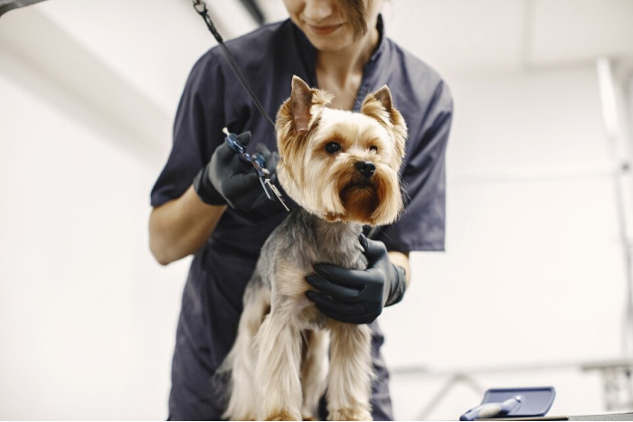Professional Pet Grooming