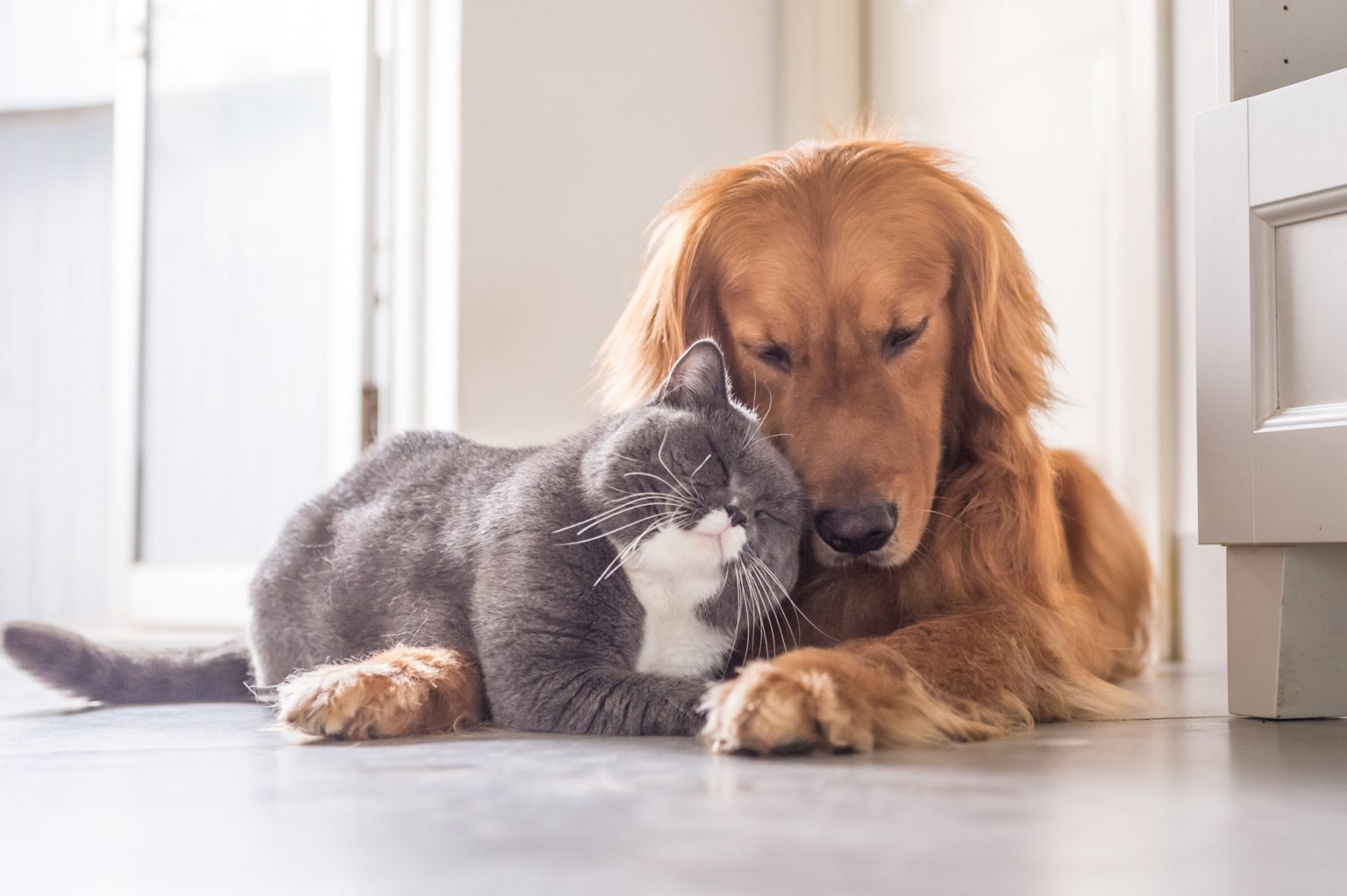 Pet Care Expertise