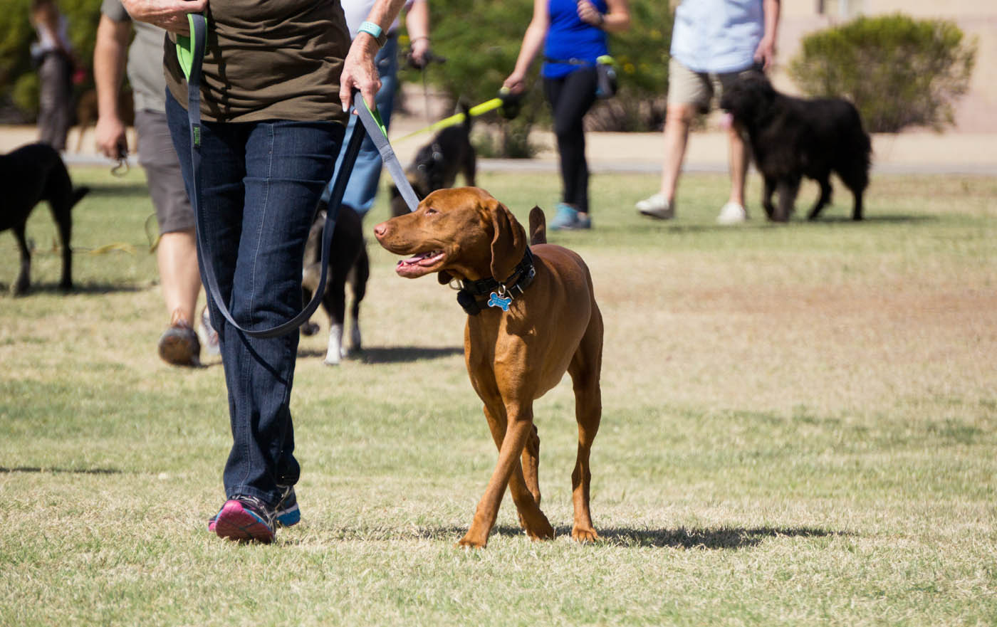 Dog Training Classes