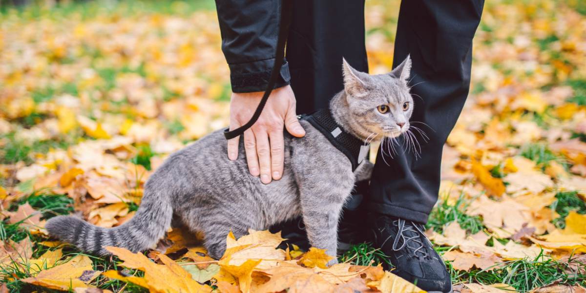 Cat Behavior Assessment