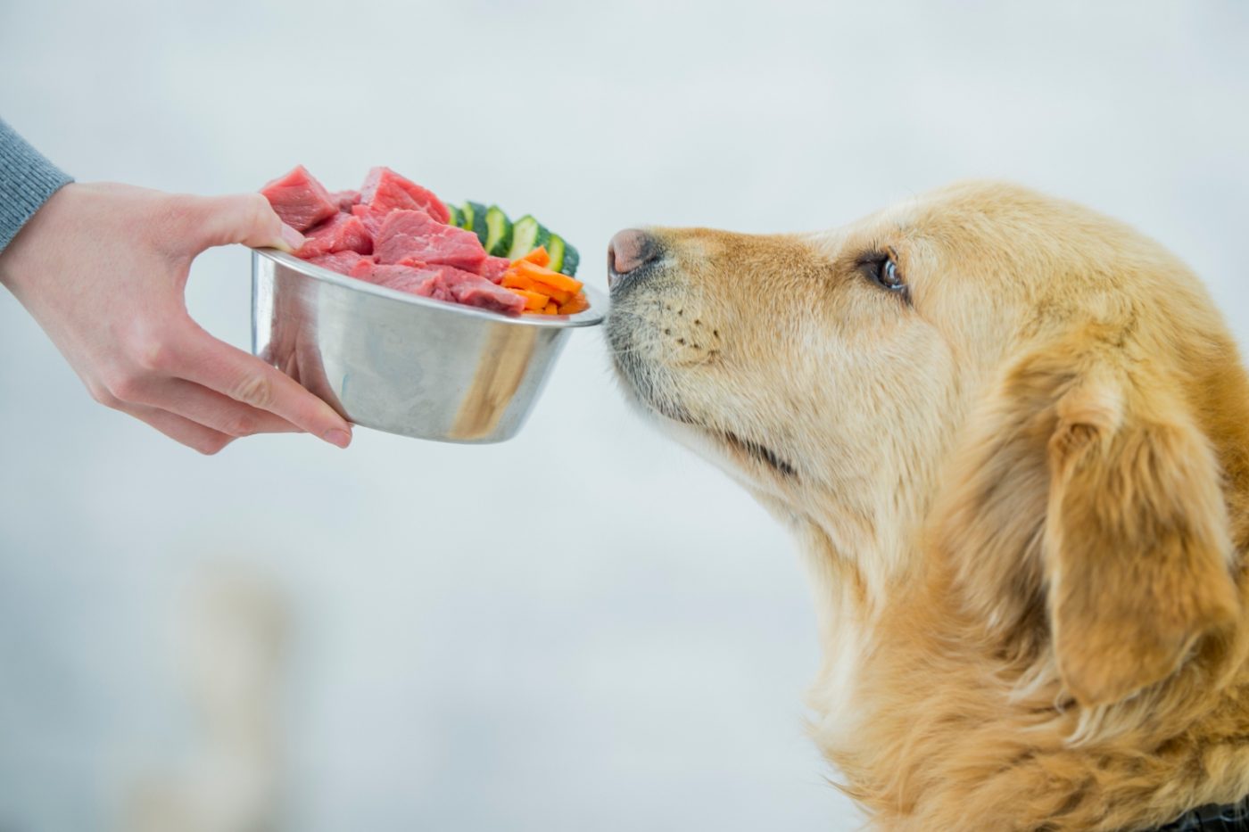Pet Behavior Training