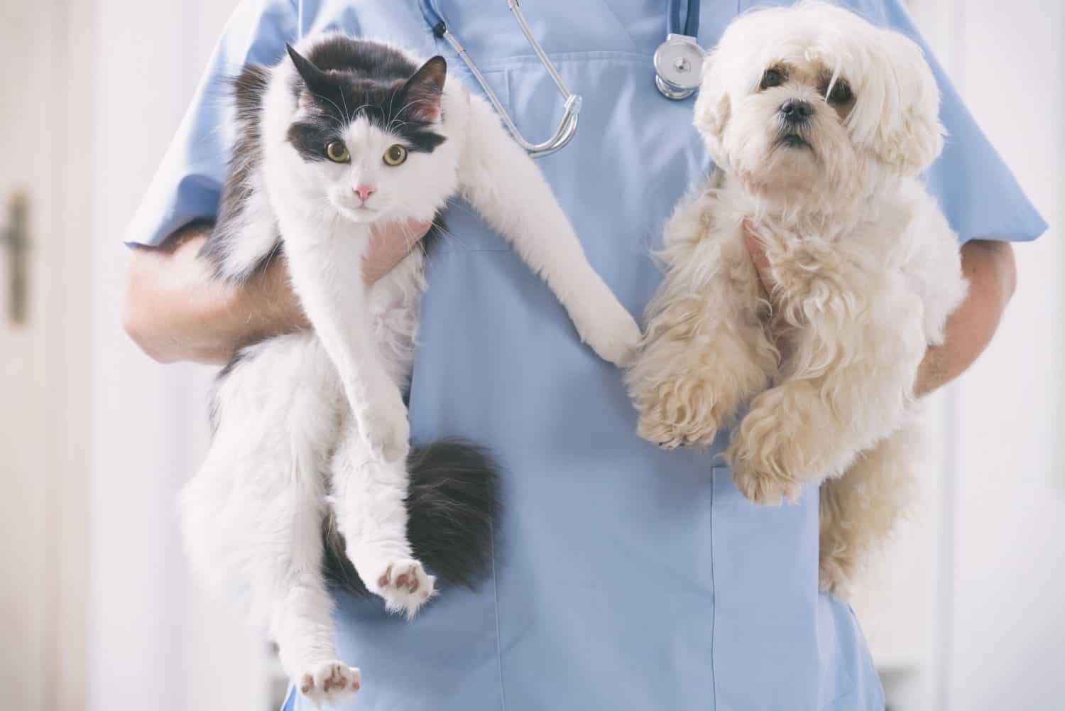 Essential Pet Care Techniques