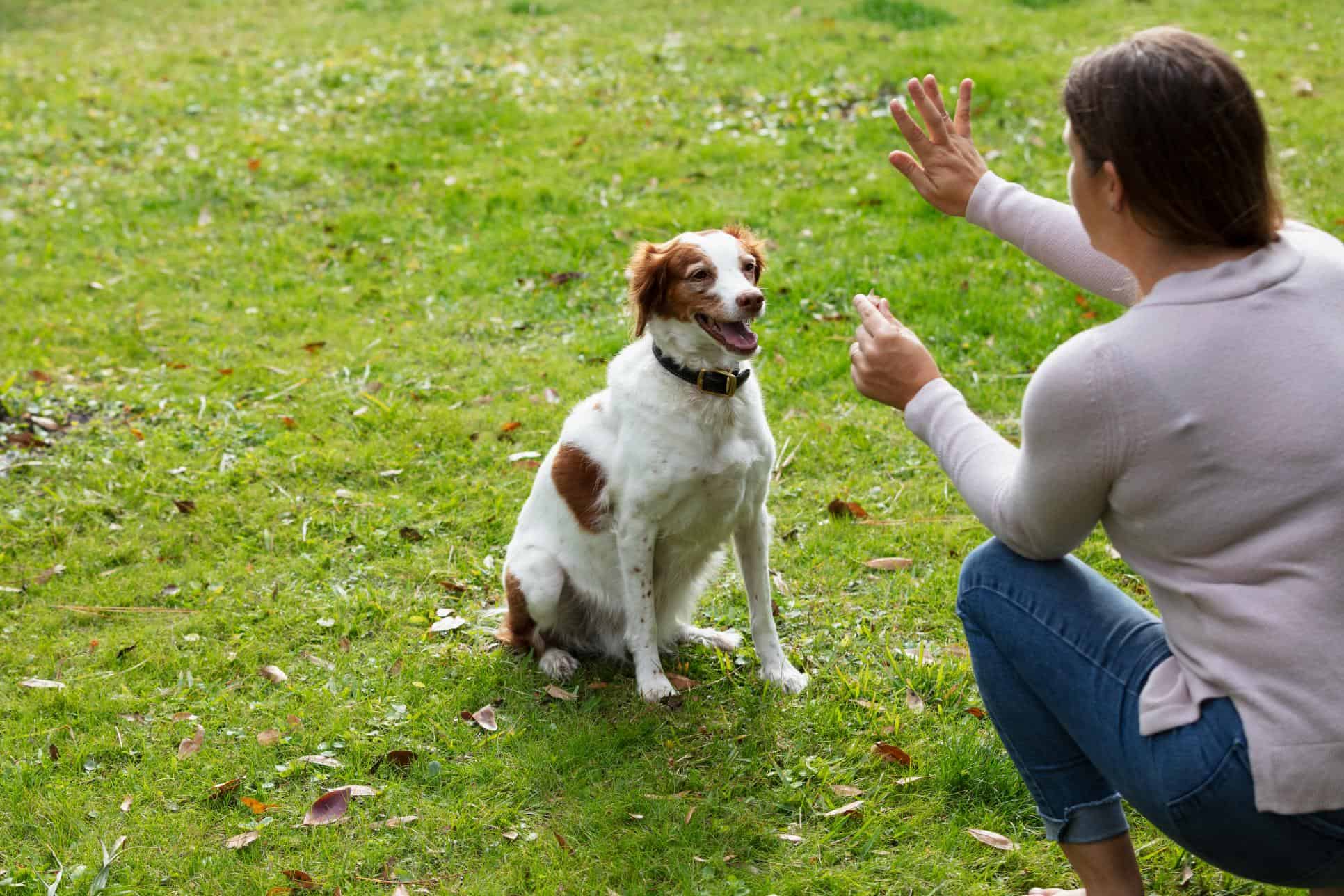 Pet Health Technology