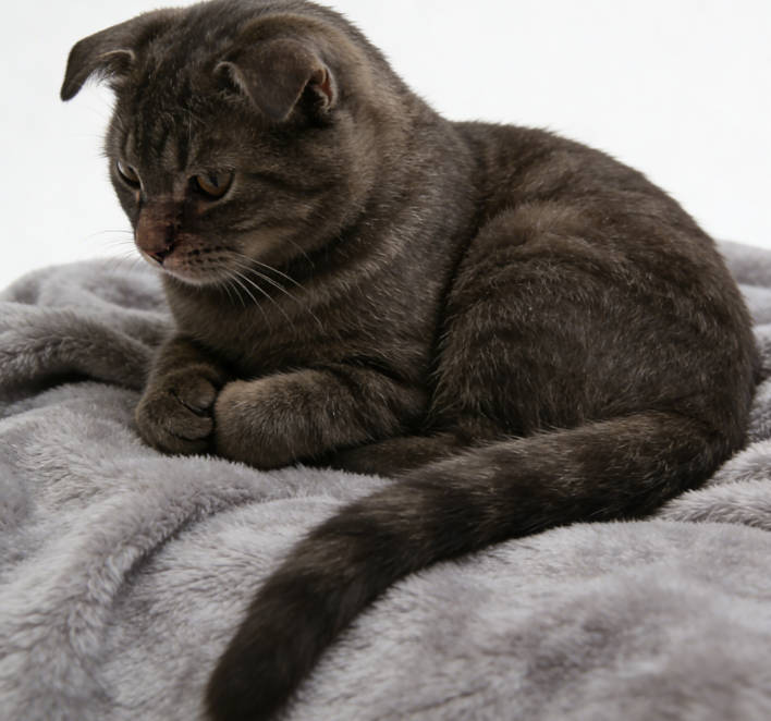 A sad cat
